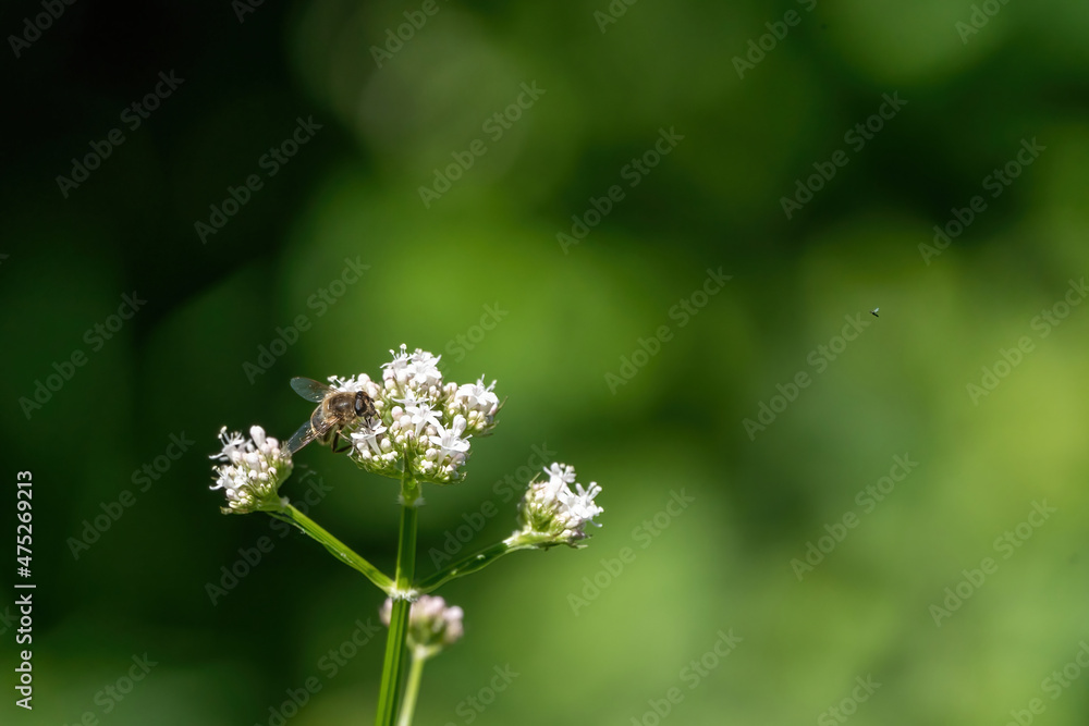 Honey bee collecting pollen from white flowers. Soft green background. Summer, wild flowers, calm, soothing