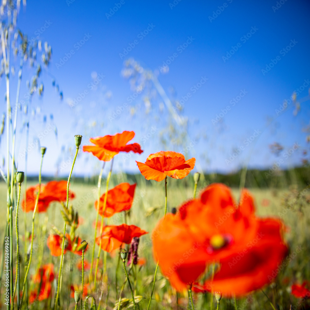 Obraz premium Fleurs de printemps, coquelicots rouge dans les champs en campagne.