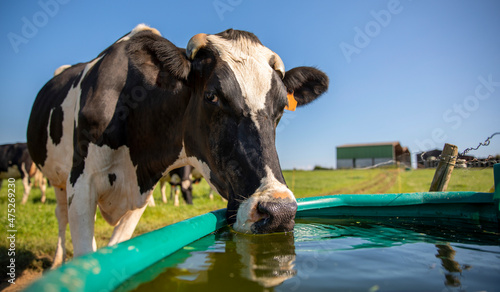 Vache à l'abreuvoir dans les champs en pleine nature. photo