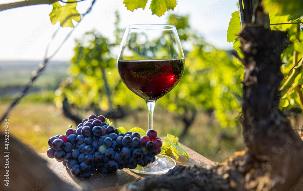 Verre de vin rouge dans les vignes au milieu d'un vignoble en France. Stock  Photo | Adobe Stock