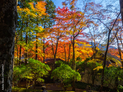 Autumn leaves in a temple garden  Choanji temple  Hakone  Kanagawa  Japan 