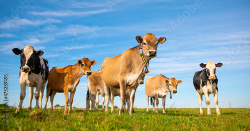 Jeune vache en troupeau dans un champ au printemps.