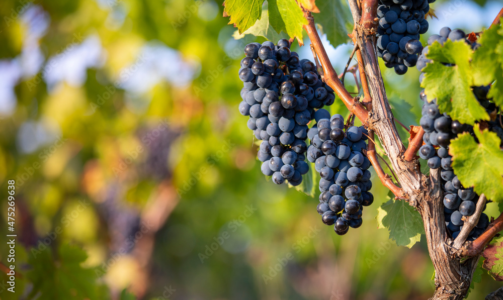 Grappe de raisin noir dans les vignes en été.