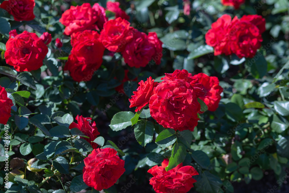 The texture of the bush is red roses or wild rose, vegetable background The texture of the bush is red roses or wild rose, vegetable background