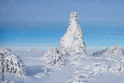 Wallpaper Mural Winter landscape, wintry scene of frosty trees on snowy foggy background. Winter nature for design. Torontodigital.ca