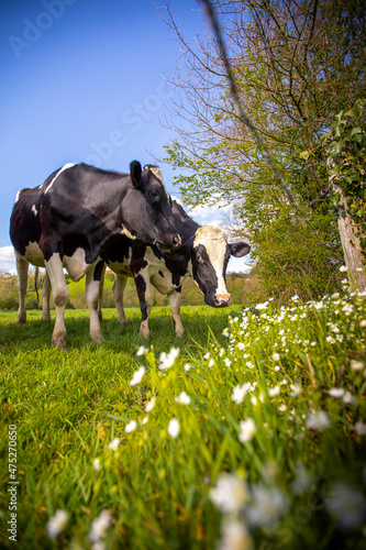 Troupeau de vaches laitières au printemps ruminant au milieu des fleur et de l'herbe verte.