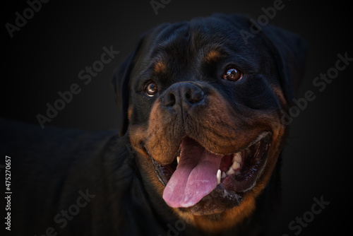 Fototapeta Naklejka Na Ścianę i Meble -  Beautiful Rottweiler dog with an open mouth in a close-up
on black background