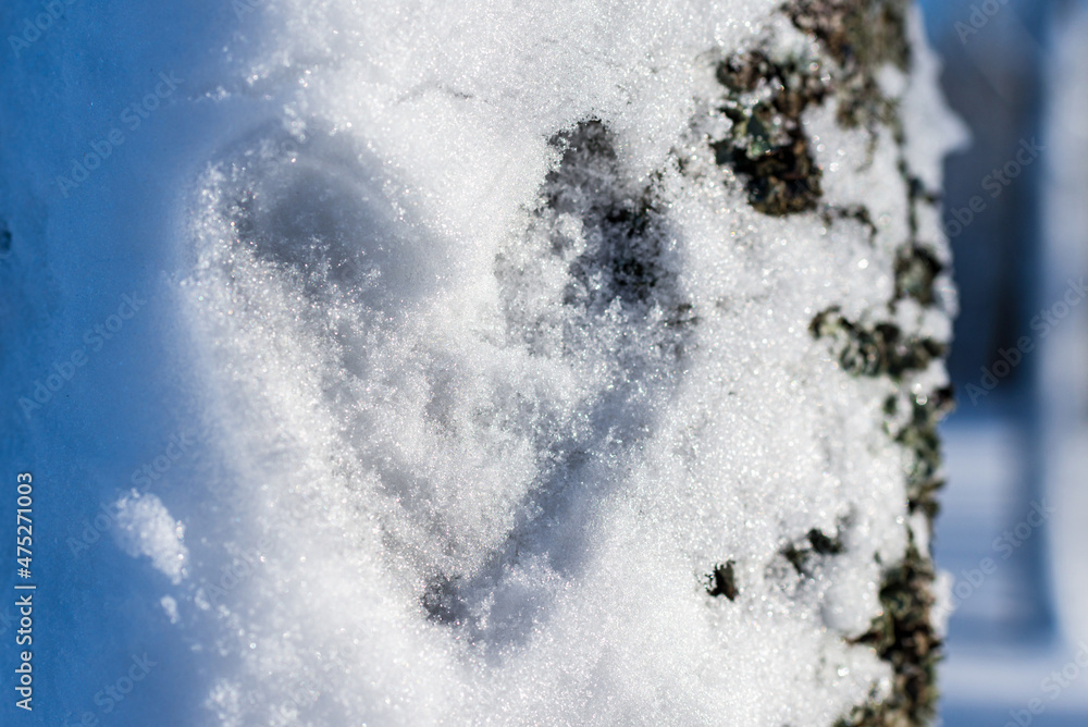 A heart shape on a the frozen snow tree in a winter woods background.Closeup. A heart shape on a the frozen snow tree in a winter woods background.Closeup.