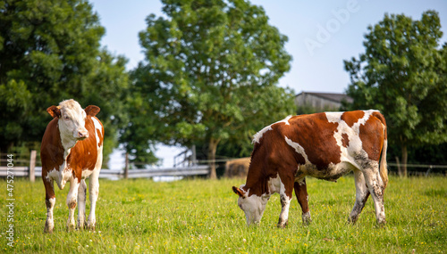 Vache laitière ou race à viande en campagne les pieds dans l'herbe verte.