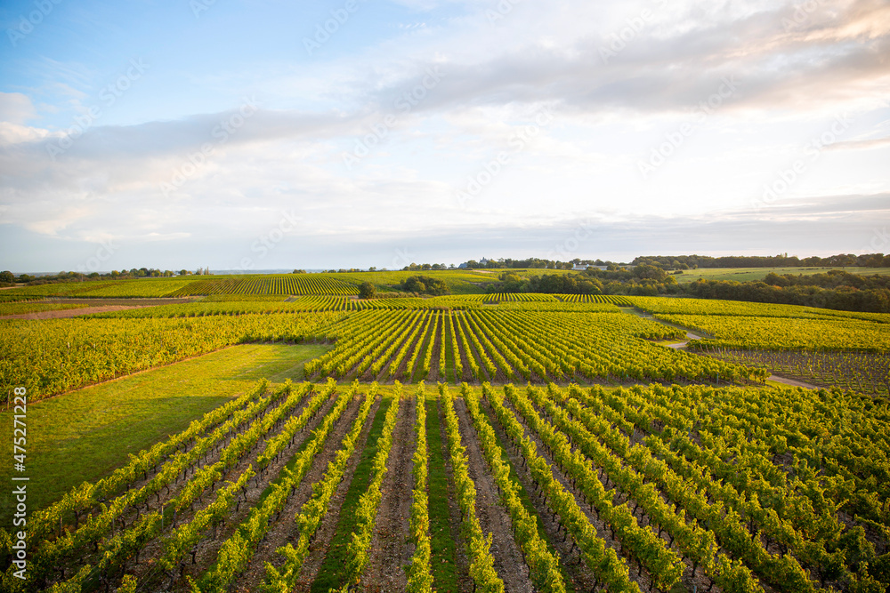 Paysage de vignes dans un vignoble en France.