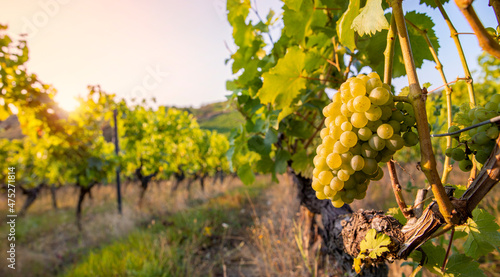 Paysage viticole et grappe de raisin blanc dans les vignes avant les vendanges. photo