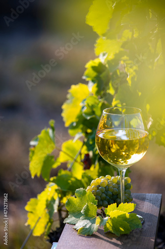 Verre de vin blanc et grappe de raisin blanc dans les vignes au soleil.