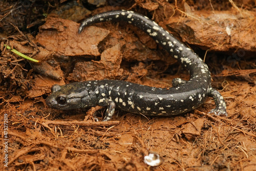 Fototapeta Full body closeup on an adult of the rare Black salamander, Aneides flavipunctat