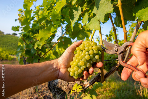 Viticulture récoltant le raisin blanc dans les vignes à l'automne. photo