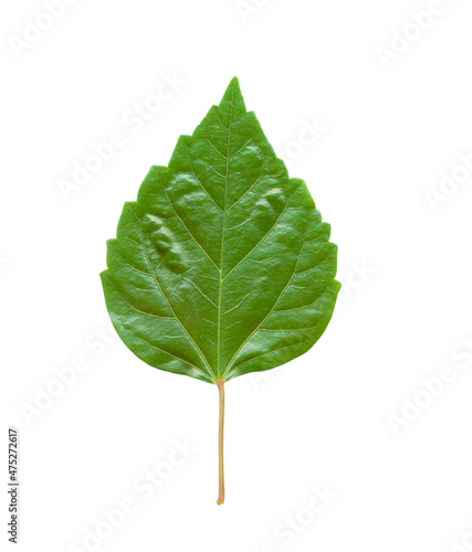 Green leaf of the hibiscus plant on a white isolated background