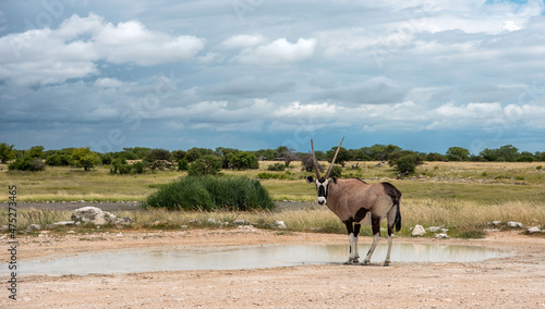 Oryx with big long horns in its habitat on a sunny day photo