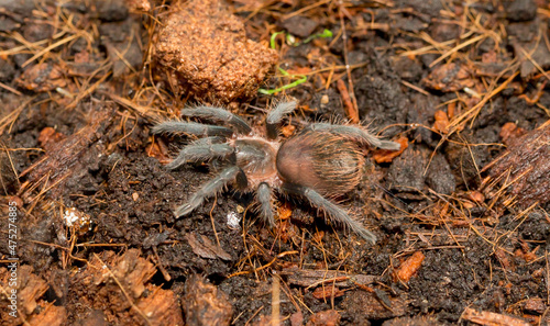 Cub spider tarantula in the forest