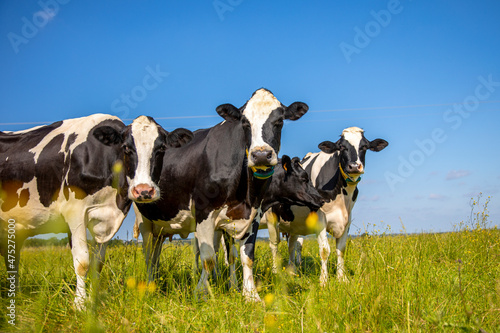 Troupeau de vache laitière dans la campagne au printemps. © Thierry RYO