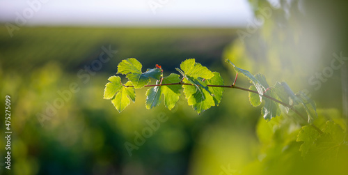 Pieds et cèpe de vigne dans un vignoble avant les vendanges. photo