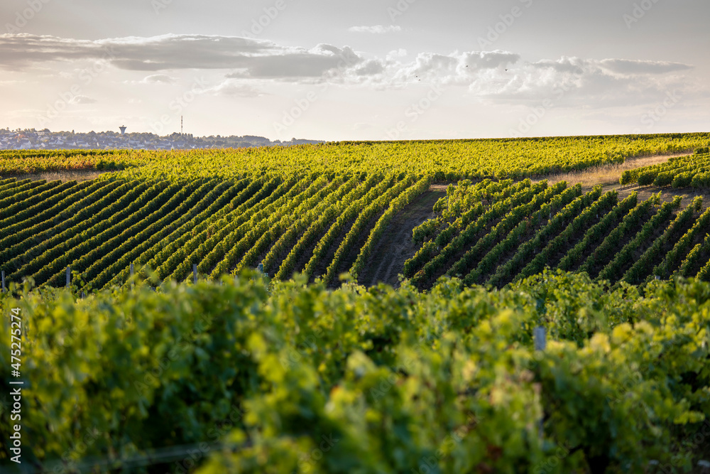 Paysage dans les vignes en France, viticulture et vignoble en Anjou.