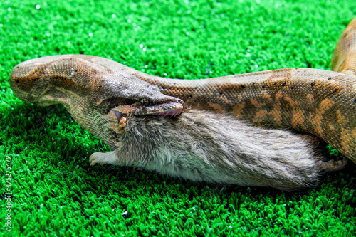 Closeup shot of a common boa constrictor snack eating a gray rat  on a green grass photo
