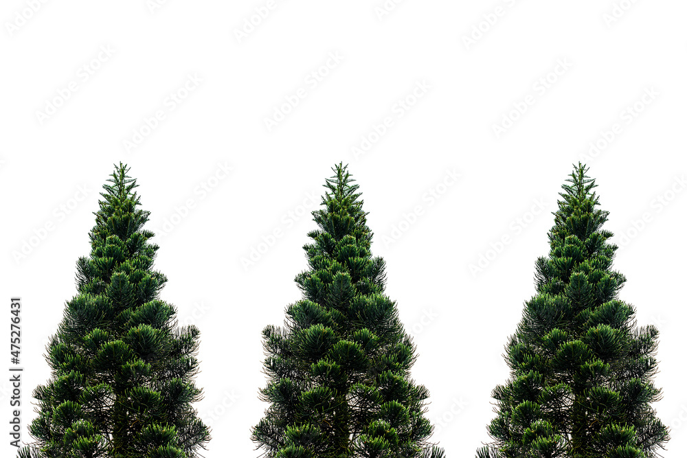 Pine tree isolated on white for Christmas decoration design.