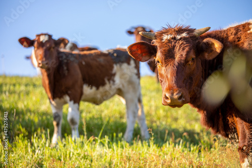 Troupeau de vache de race à viande ou laitière dans la campagne en pleine nature.