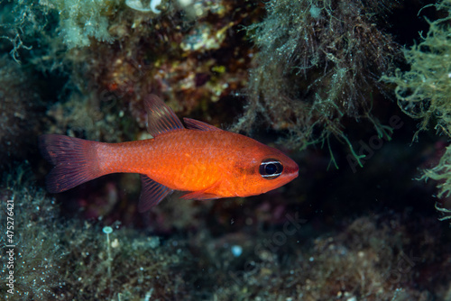 Fototapeta Naklejka Na Ścianę i Meble -  Mediterranean Cardinalfish Apogon imberbis