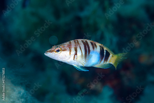 Obraz na płótnie Painted comber Serranus scriba
