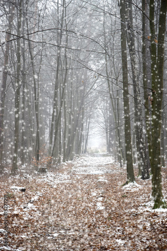 snow falling in the winter forest © zetat