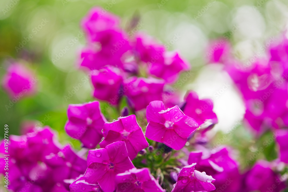 Garden phlox (Phlox paniculata), bright summer flowers. Blooming branches of phlox in the garden on a sunny day. Soft blurred selective focus. Garden phlox (Phlox paniculata), bright summer flowers. Blooming branches of phlox in the garden on a sunny day. Soft blurred selective focus.