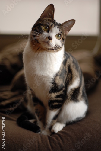Portrait of brown tabby kitten