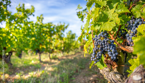 Wallpaper Mural Grappe de raisin noir ou pourpre dans les vignes en France. Torontodigital.ca