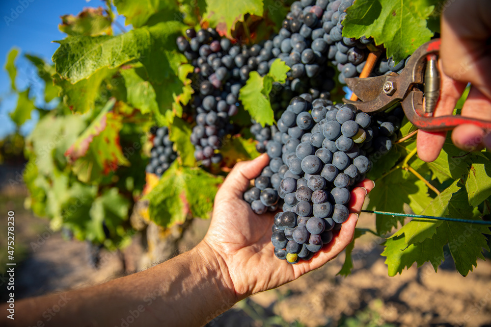 Vendange à la main des grappes de raisins noir dans les vignes.