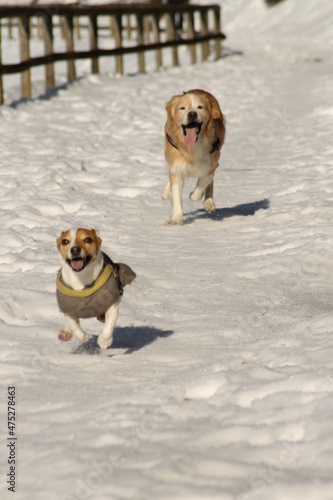 DOG RUNNING ON SNOW photo