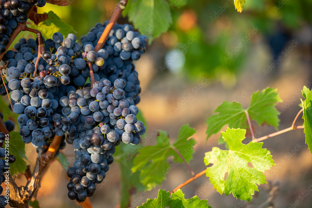 Grappe de raisin noir dans les vignes à l'automne. Grappe de raisin noir dans les vignes à l'automne.