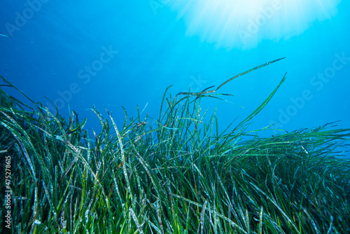 Neptune grass Posidonia oceanica
