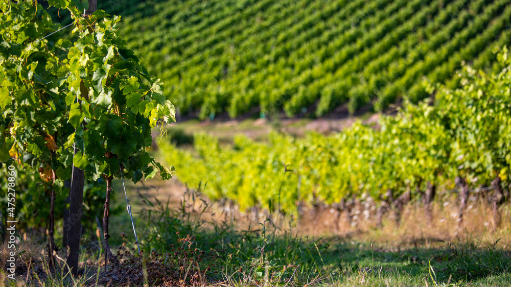 Vigne au soleil dans un vignoble en France avant les vendanges.