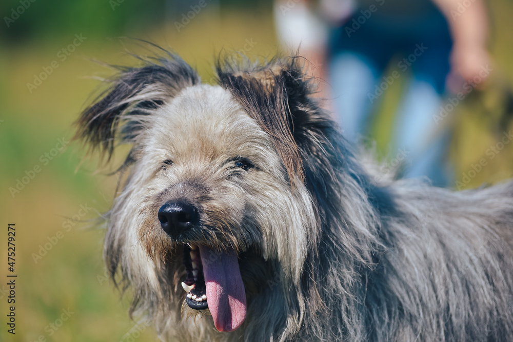 funny fluffy bearded dog on a walk funny fluffy bearded dog on a walk