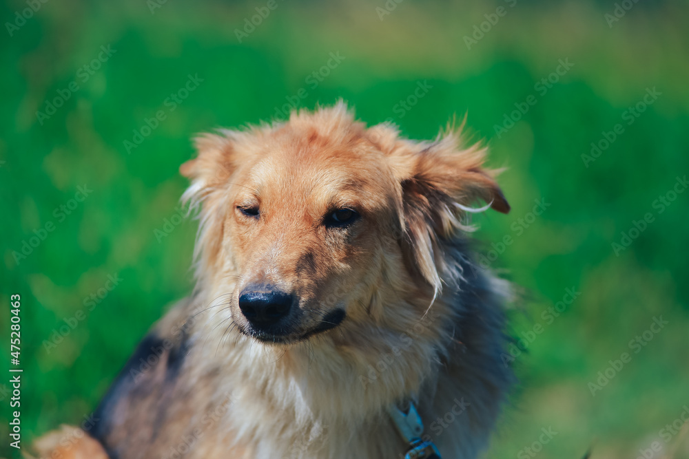 a red dog is a cross between a collie on a walk in the summer