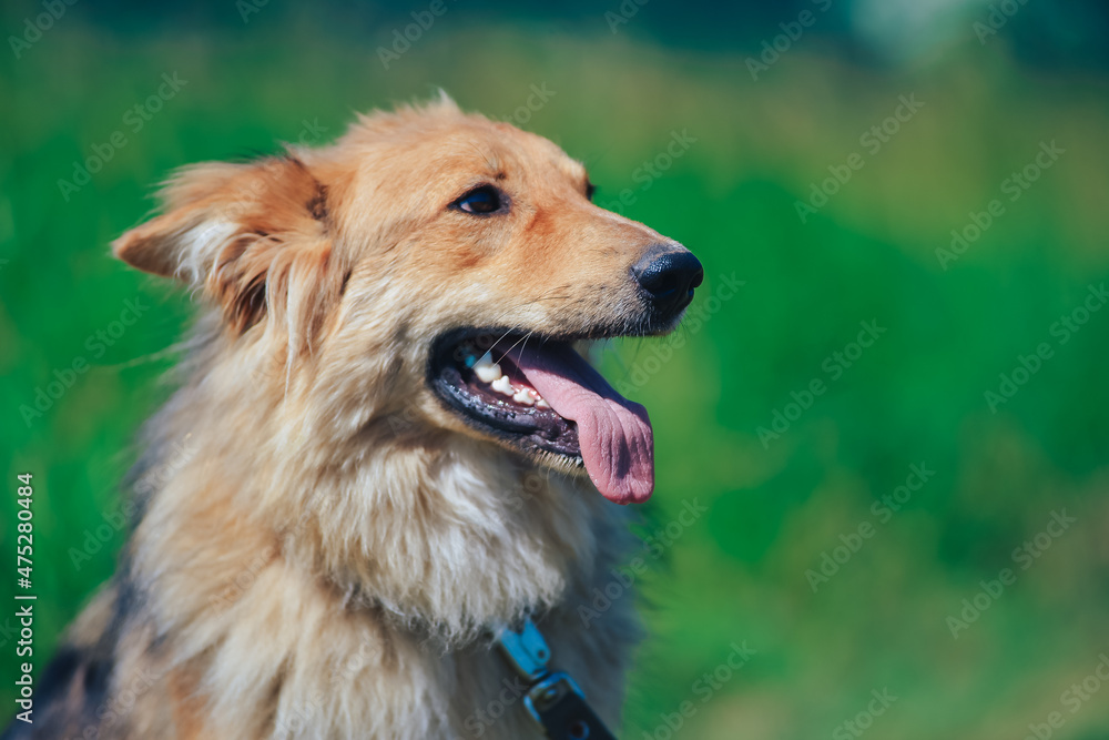a red dog is a cross between a collie on a walk in the summer
