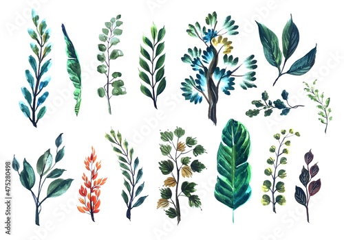 Set of watercolor various leaves elements