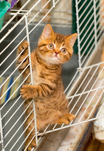 A beautiful kitten crawls out funny from the cage wants to freedom. Zoo clinic clinic for cats awaiting vaccination. Pet brought for examination.
