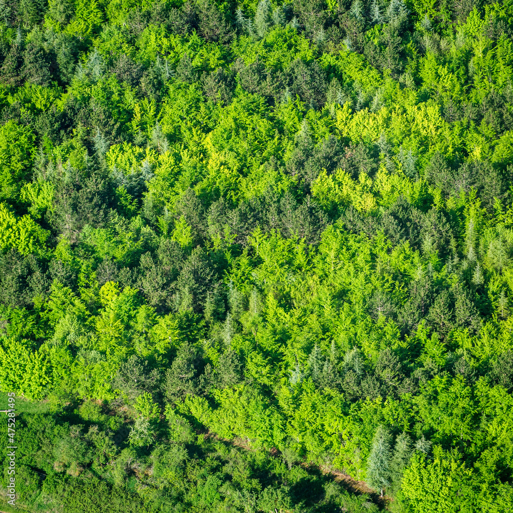 vue aérienne de la forêt à l'ouest de Paris