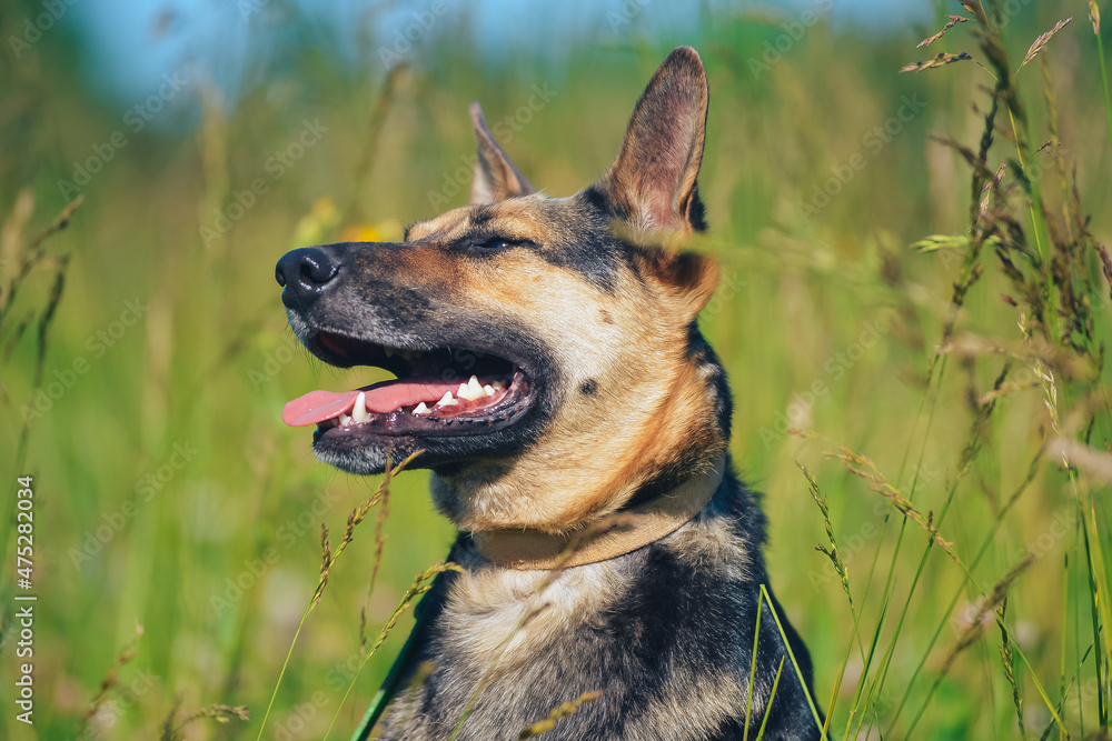 the dog is sitting by smiling in the sun the dog is sitting by smiling in the sun