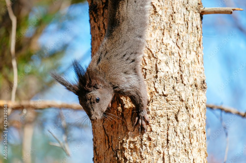 Obraz premium squirrel