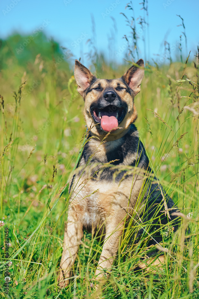the dog is sitting by smiling in the sun the dog is sitting by smiling in the sun