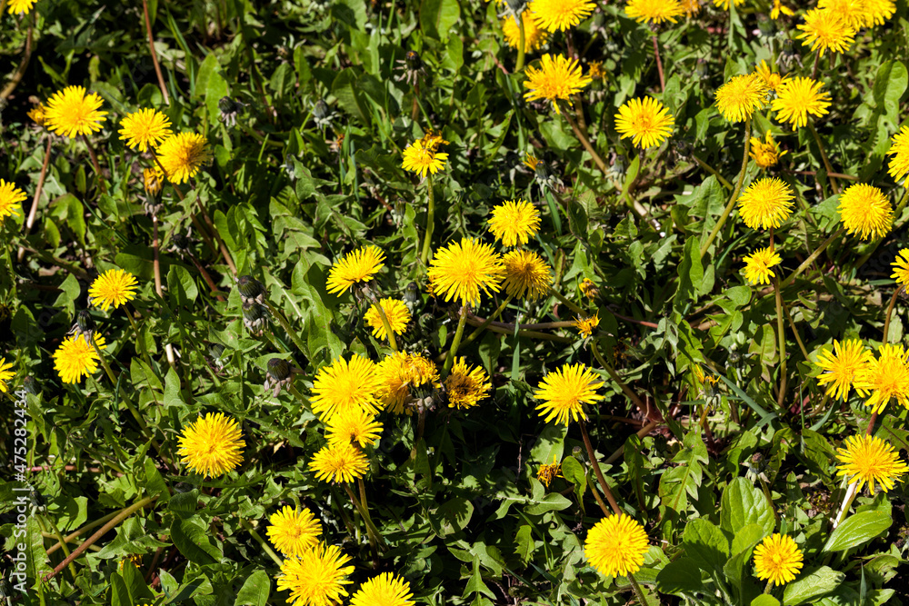 a field with yellow blooming dandelions in the spring season a field with yellow blooming dandelions in the spring season
