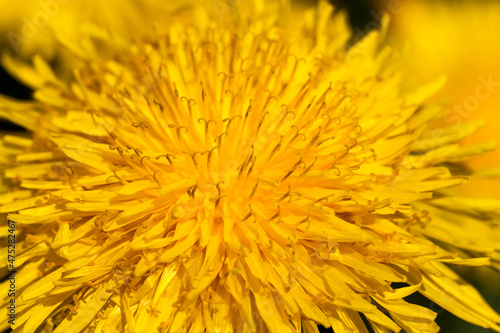 a field with yellow blooming dandelions in the spring season