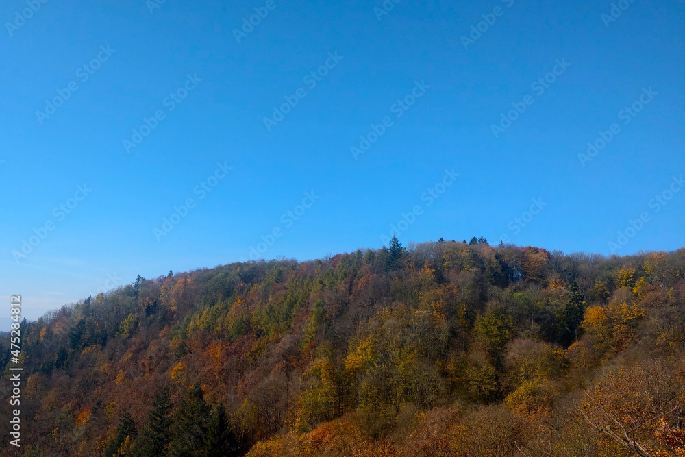 Yellow red trees in the forest in autumn against the blue sky.